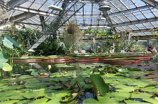 Ботанический сад